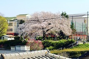 昼桜