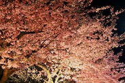 夜桜
