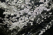 夜桜